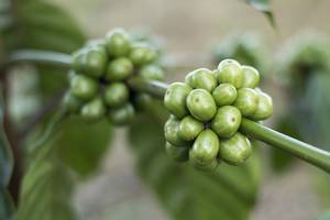 Café vert pour la perte de poids