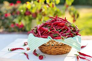 Piment de Cayenne pour perdre du poids