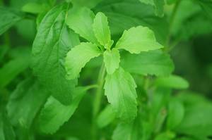 stevia contre le diabète